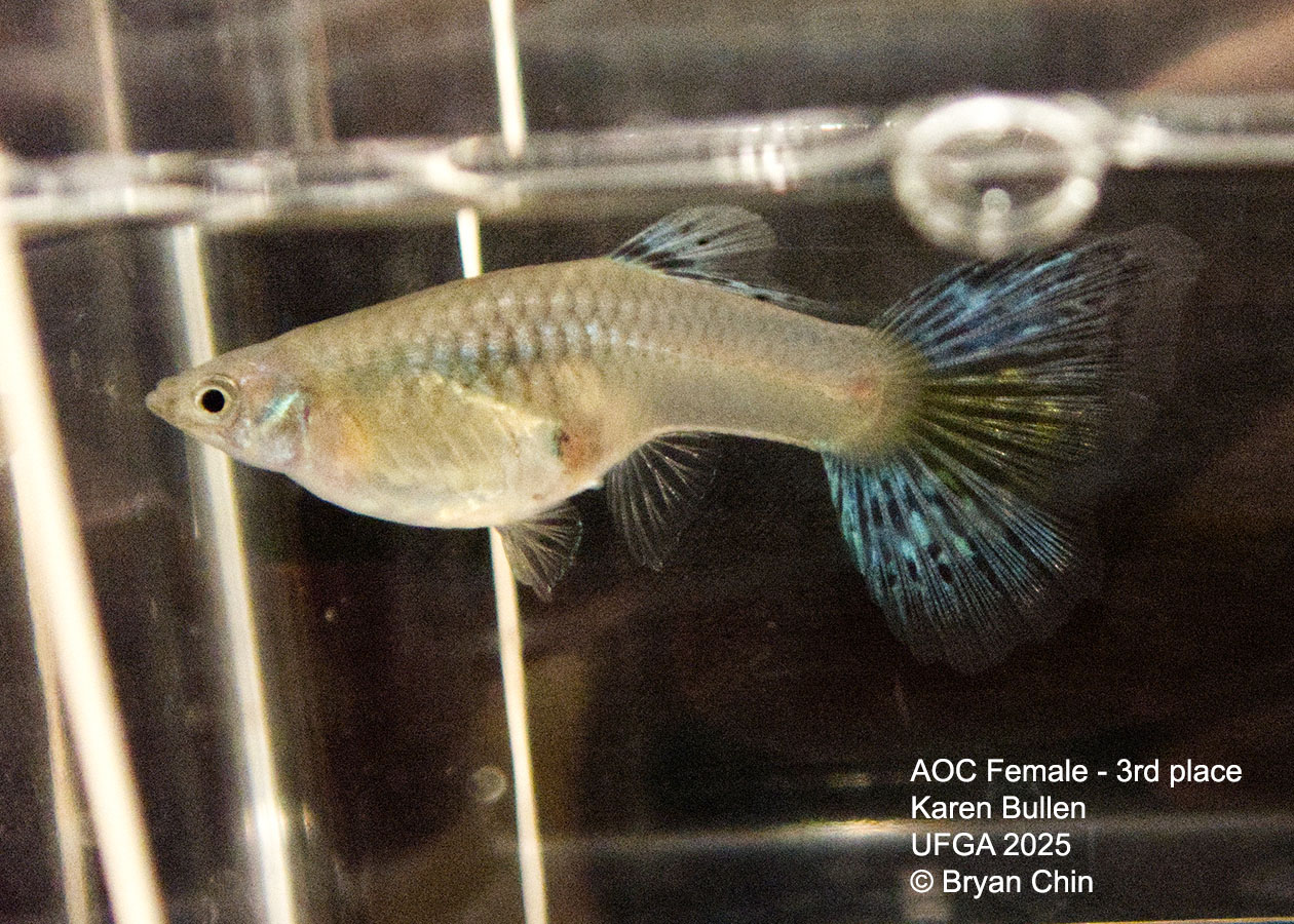 Guppy Female  Green Variegated